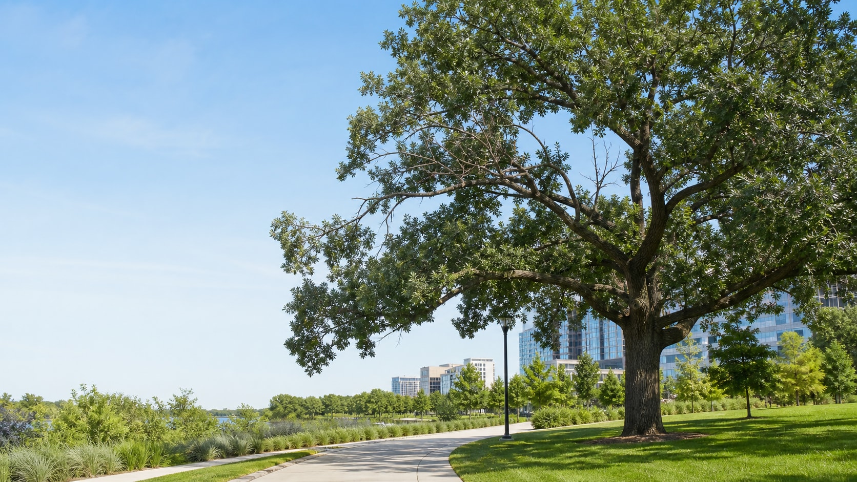 A street tree with branches for pruning review.